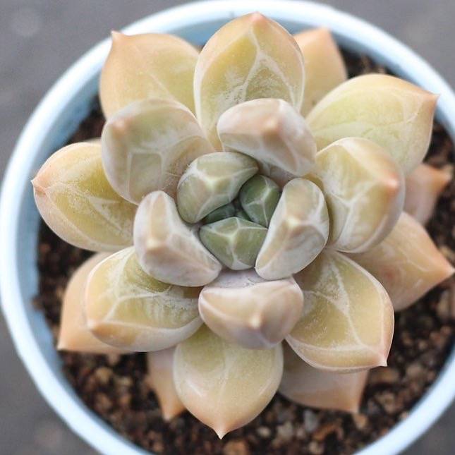 CUSTOM REQUEST - Pachyphytum Sp.