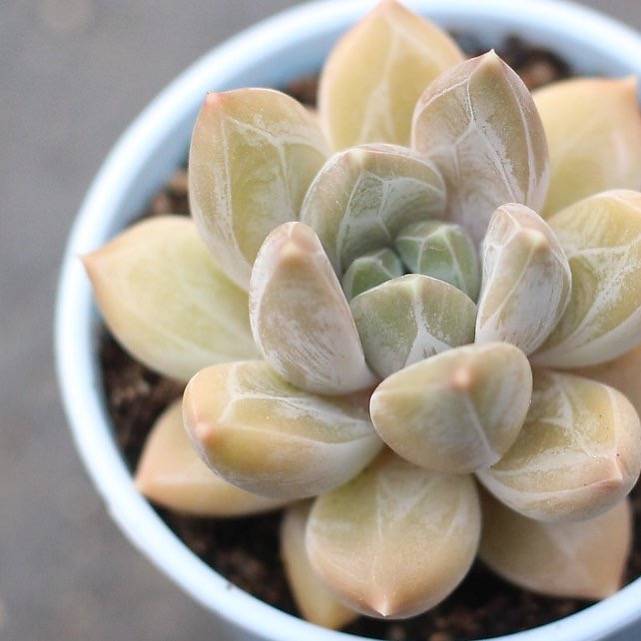 CUSTOM REQUEST - Pachyphytum Sp.