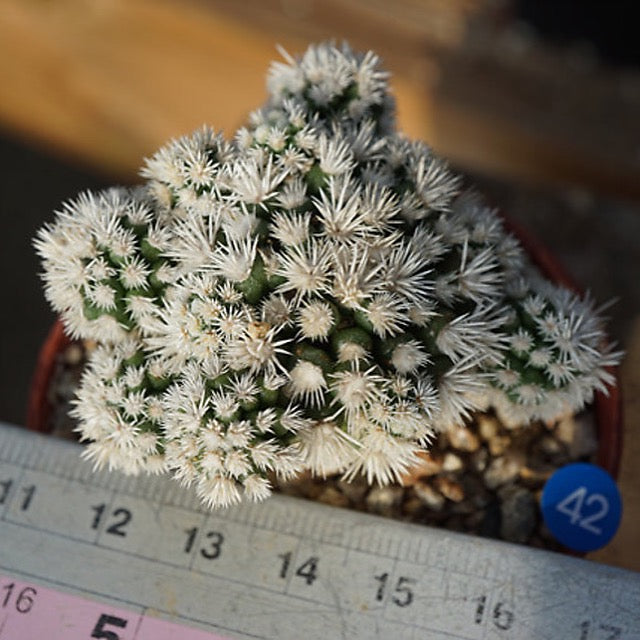PRESALE Snowflake Cactus