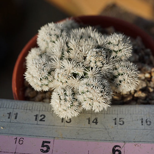 PRESALE Snowflake Cactus