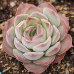 Presale Echeveria Sp.