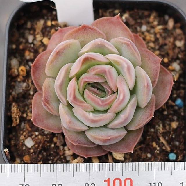 Presale Echeveria Sp.