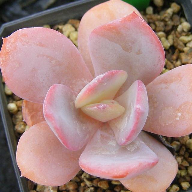 PRESALE Echeveria Luna, (Not so Random)