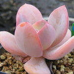 PRESALE Echeveria Luna, (Not so Random)