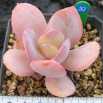 PRESALE Echeveria Luna, (Not so Random)