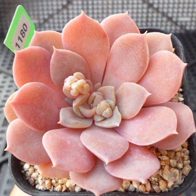 PRESALE Echeveria Ani, (Random)