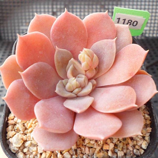 PRESALE Echeveria Ani, (Random)