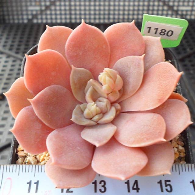 PRESALE Echeveria Ani, (Random)