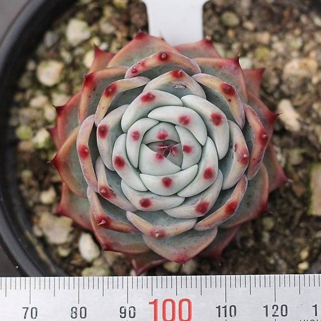 Presale Echeveria cv Momotarou