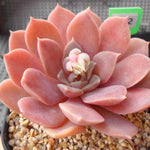 PRESALE Echeveria Ani, (Random)