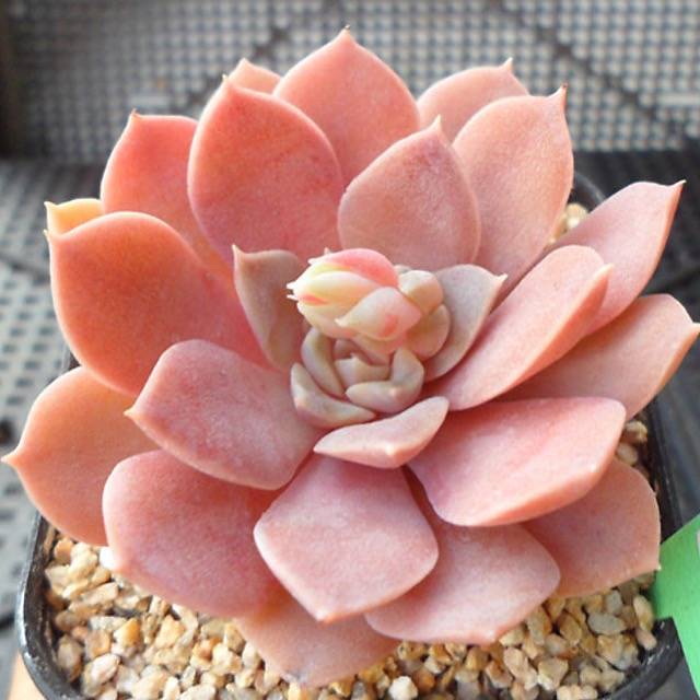 PRESALE Echeveria Ani, (Random)