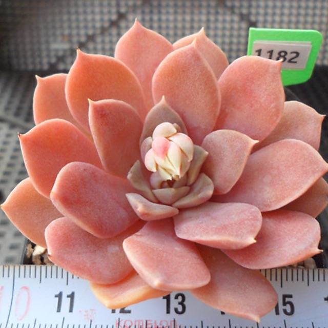 PRESALE Echeveria Ani, (Random)