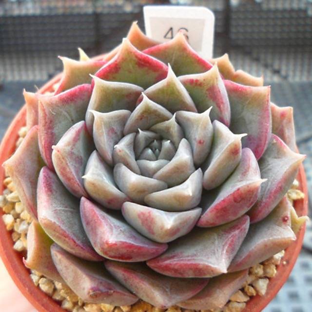 PRESALE Echeveria Helena, (Random)