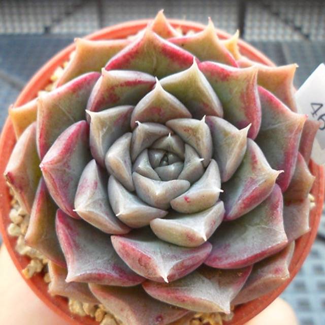 PRESALE Echeveria Helena, (Random)