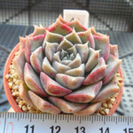 PRESALE Echeveria Helena, (Random)