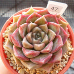 PRESALE Echeveria Helena, (Random)