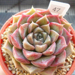 PRESALE Echeveria Helena, (Random)