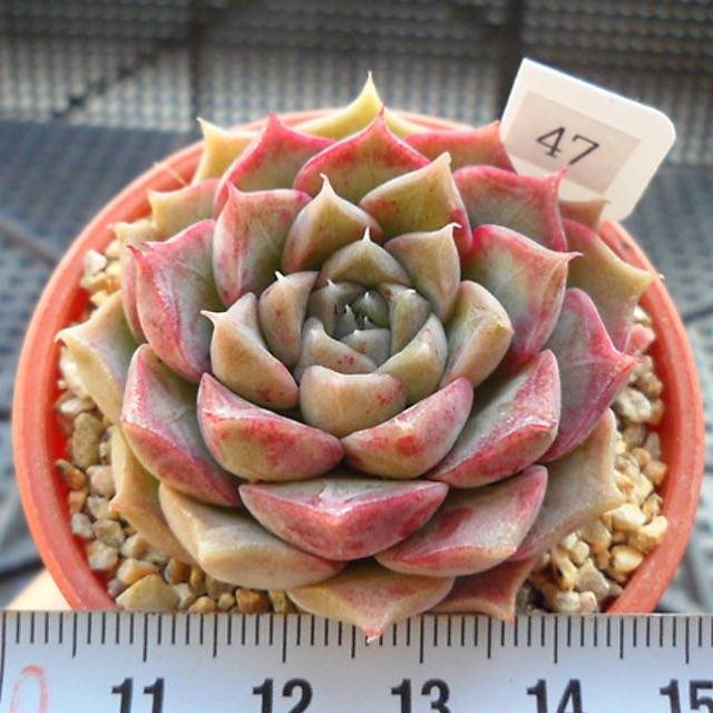 PRESALE Echeveria Helena, (Random)