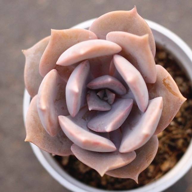 PRESALE Echeveria Superbum X