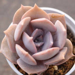 PRESALE Echeveria Superbum X