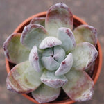 PRESALE Echeveria 'Black Sabbath'