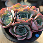 PRESALE Echeveria Atlantis Cluster, (Not so Random)