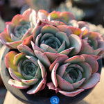 PRESALE Echeveria Atlantis Cluster, (Not so Random)