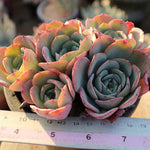 PRESALE Echeveria Atlantis Cluster, (Not so Random)