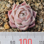 Presale Echeveria Oinone (Very Rare, Very Tiny)
