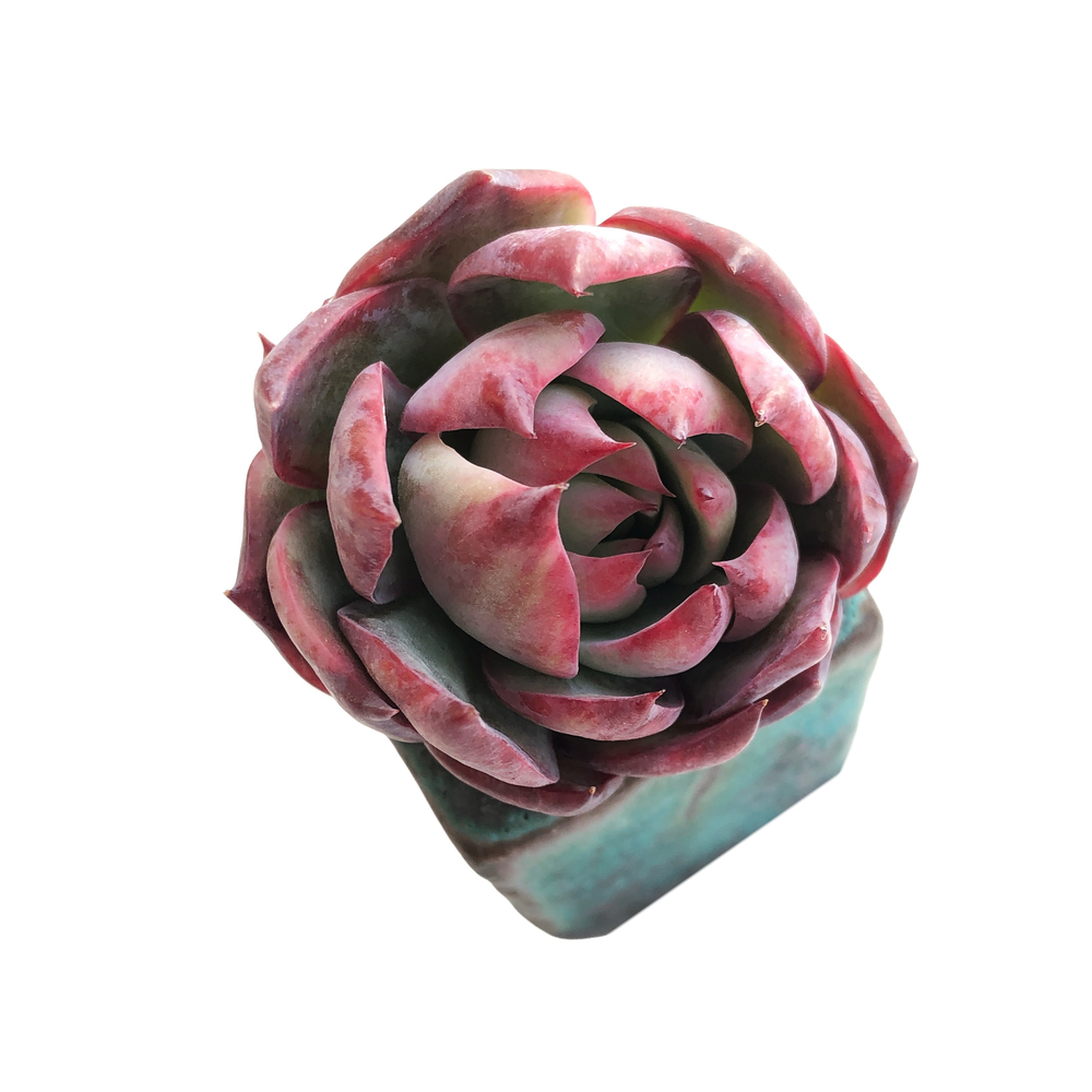 Echeveria Casio, Variegata, (Pupping)