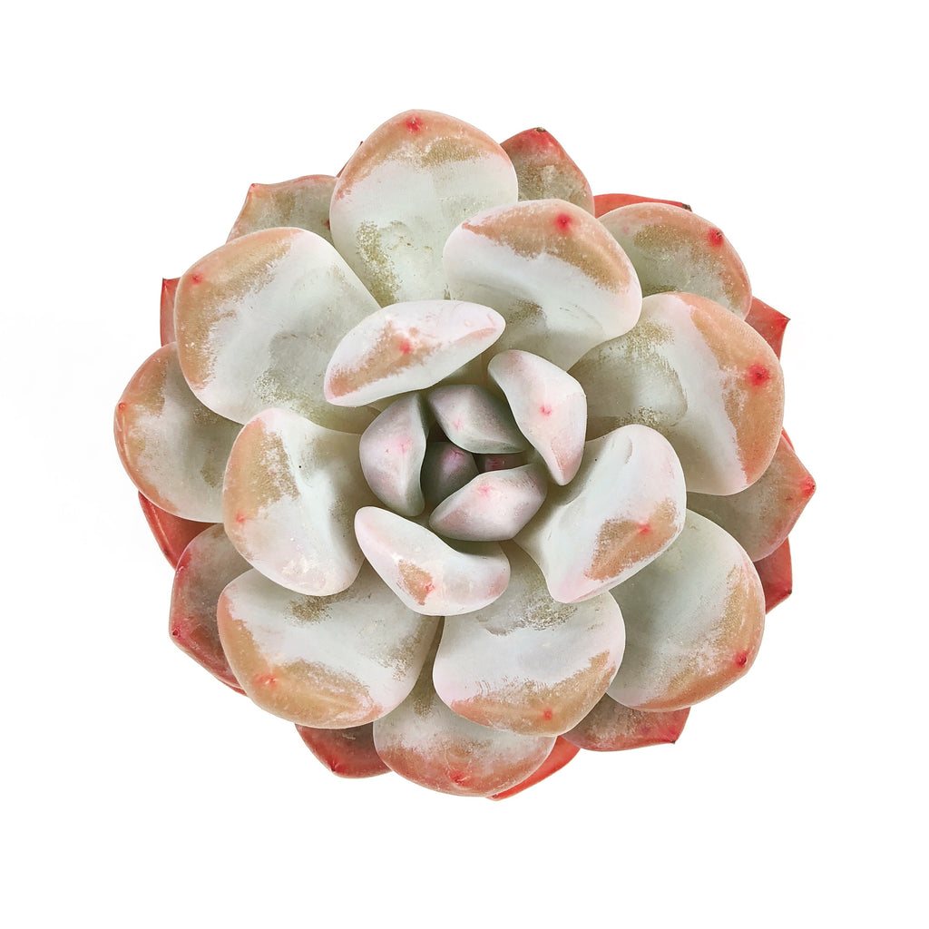 Echeveria Orange Monroe – Cedar Creek Farmhouse