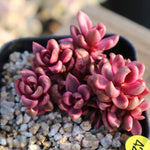 PRESALE Graptoveria Chocolate Bronze, (Not so Random)