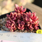PRESALE Graptoveria Chocolate Bronze, (Not so Random)