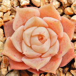 PRESALE Echeveria Helena, (Not so Random)