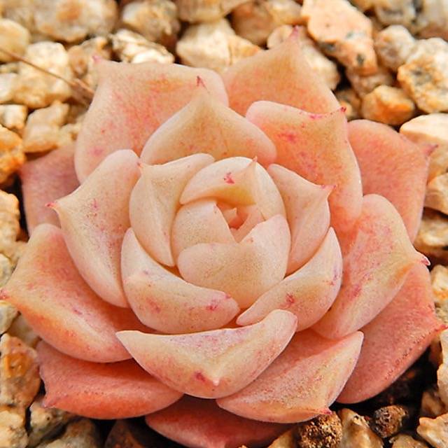 PRESALE Echeveria Helena, (Not so Random)