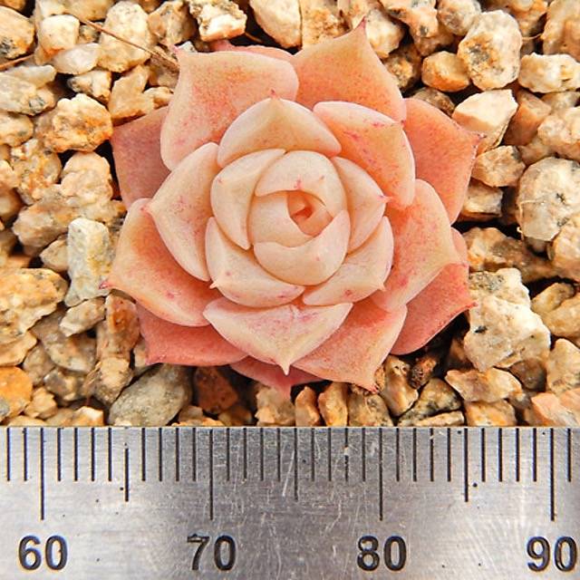 PRESALE Echeveria Helena, (Not so Random)