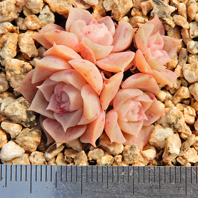 PRESALE Echeveria Helena, (Not so Random)