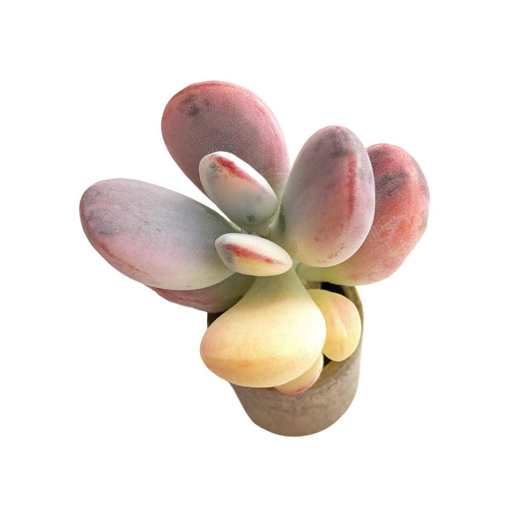 Cotyledon Orbiculata, Variegata
