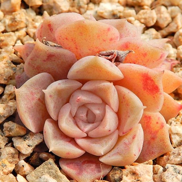 PRESALE Echeveria Helena, (Not so Random)