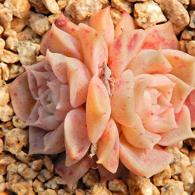 PRESALE Echeveria Helena, (Not so Random)