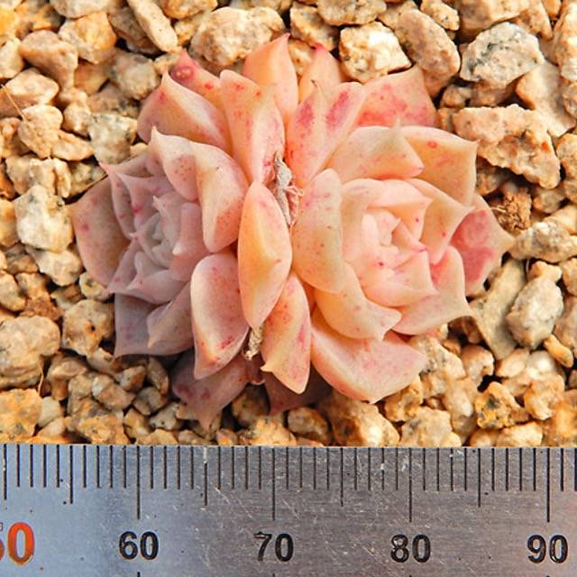 PRESALE Echeveria Helena, (Not so Random)