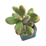 Crassula Rogersii, Variegata
