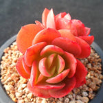 PRESALE Echeveria Jyulia, (Not so Random)