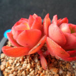 PRESALE Echeveria Jyulia, (Not so Random)
