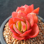 PRESALE Echeveria Jyulia, (Not so Random)