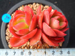 PRESALE Echeveria Jyulia, (Not so Random)