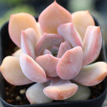 PRESALE Echeveria Dryant