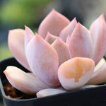 PRESALE Echeveria Dryant