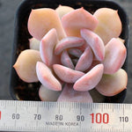 PRESALE Echeveria Dryant