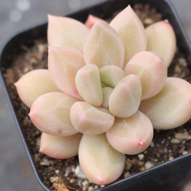 PRESALE Pachyphytum Sp.